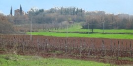 Jasenovica - uliveti